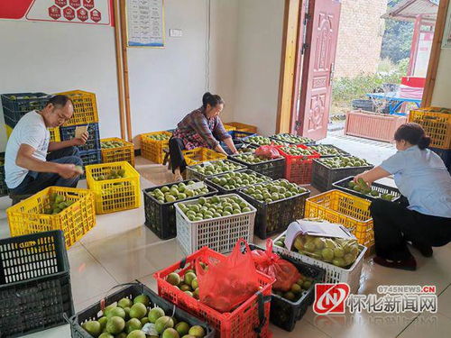 隴城鎮(zhèn) 爭(zhēng)種甜甜果 豐收有 錢 景