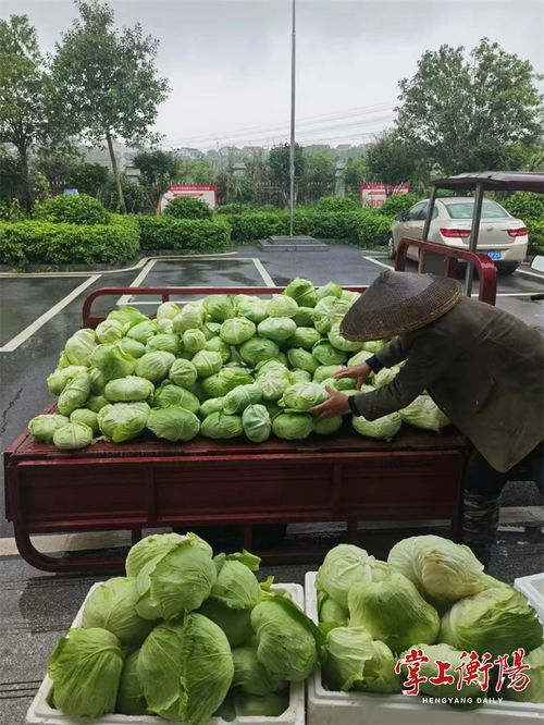 衡陽市人民政府門戶網(wǎng)站 衡陽城鄉(xiāng)產(chǎn)業(yè)運營集團銷售中心采購銷售本地農(nóng)產(chǎn)品超400萬元